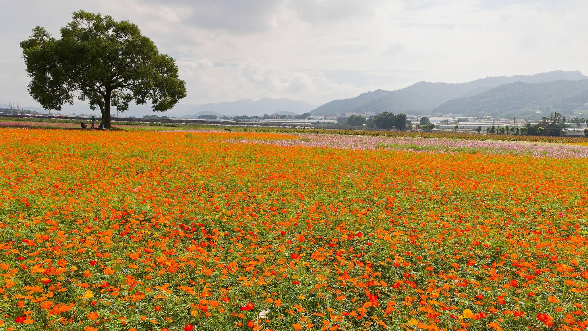 02 - Taichung Est (27) Xinshe Sea of Flowers.jpg